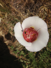 Calochortus venustus