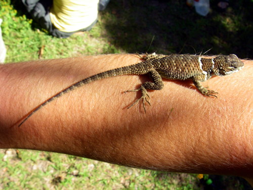 Southern Crevice Spiny Lizard