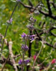 Nepeta curviflora