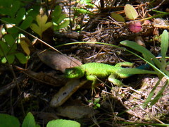 Sceloporus formosus