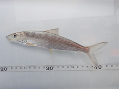 Cortez Bonefish photo 5