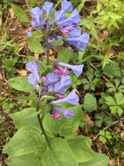 Mertensia virginica