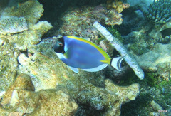 Acanthurus leucosternon