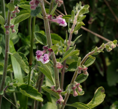 Scutellaria brevibracteata