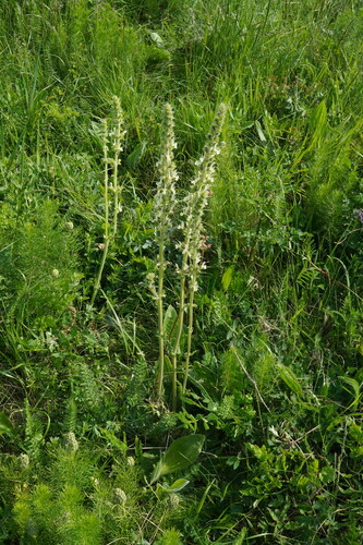 Image of Salvia austriaca by (c) Patrick Hacker, some rights reserved (CC BY)