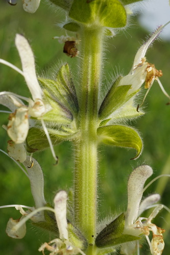 Image of Salvia austriaca by (c) Patrick Hacker, some rights reserved (CC BY)