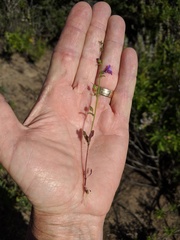 Sairocarpus