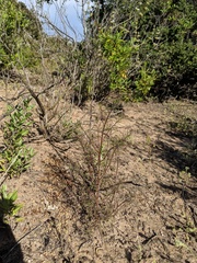 Cordylanthus rigidus