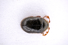 Dorcatoma dresdensis