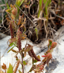 Ononis ornithopodioides