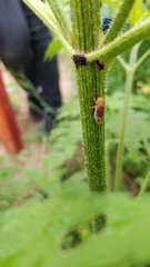 Oncometopia hamiltoni