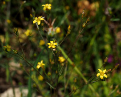 Linum corymbulosum