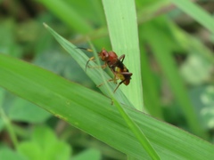 Trogomorpha arrogans