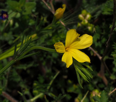 Linum nodiflorum