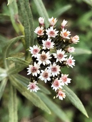 Gnaphaliothamnus salicifolius