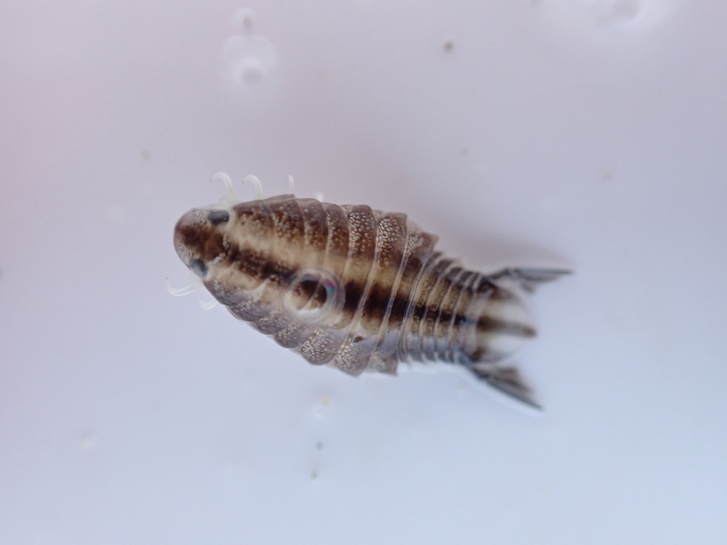 Nerocila californica