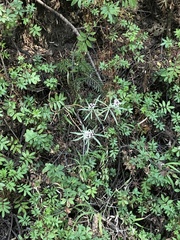 Gnaphaliothamnus salicifolius