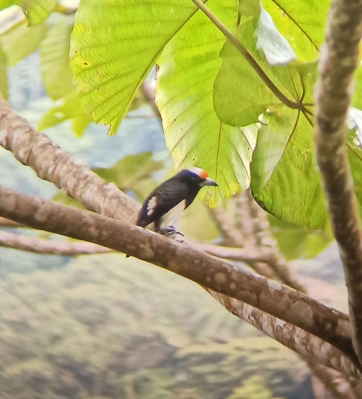 Orange-fronted Barbet (Capito squamatus), photo 1