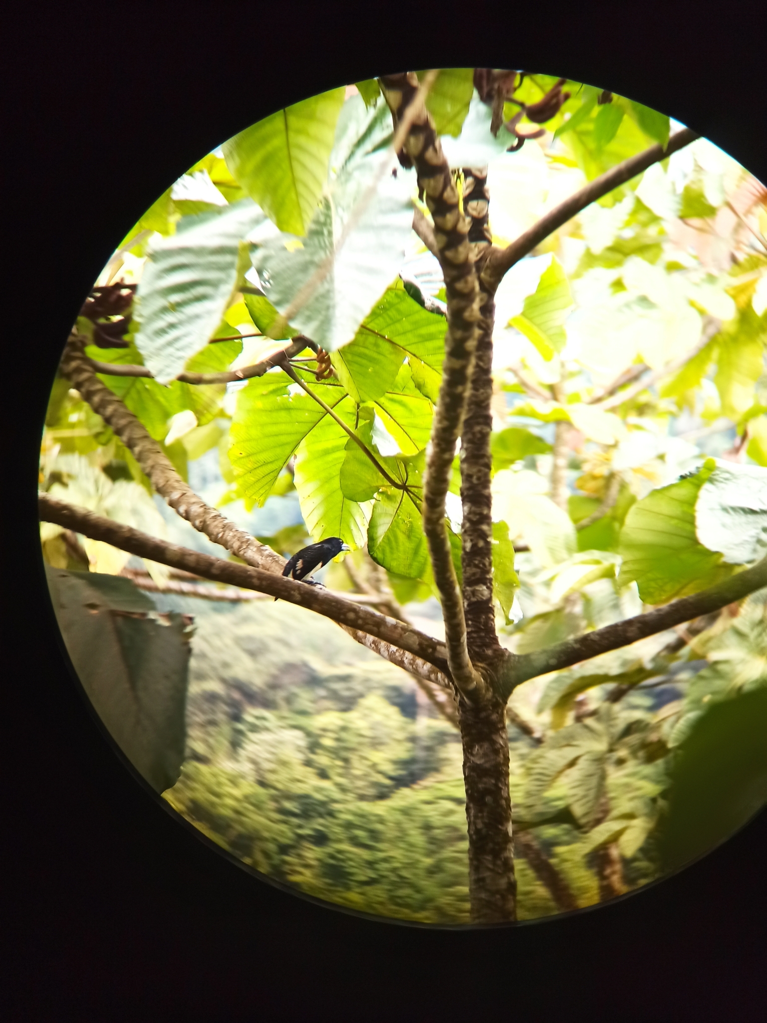 Orange-fronted Barbet (Capito squamatus), photo 2