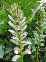 Acanthus