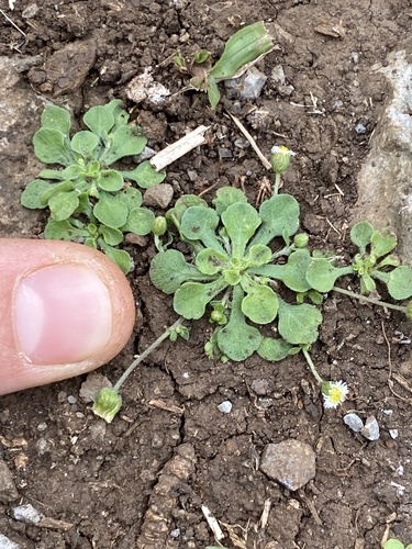 Erigeron bellioides observed 2024-03-06