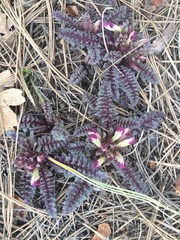 Pedicularis centranthera