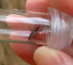 Bibio articulatus