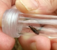 Bibio articulatus