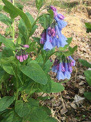 Mertensia virginica