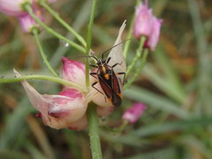Horistus orientalis