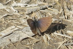 Zizeeria knysna