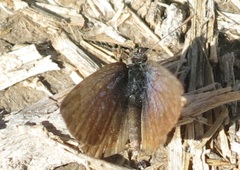Zizeeria knysna