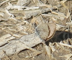 Zizeeria knysna