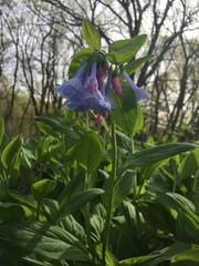 Mertensia virginica