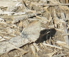 Zizeeria knysna