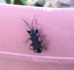 Eremocoris podagricus