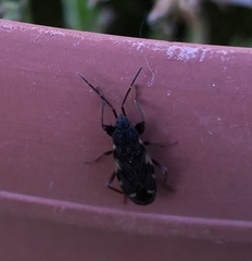 Eremocoris podagricus