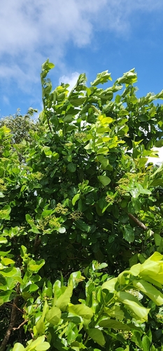 Premna serratifolia