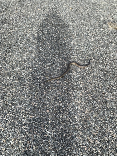 Water Python sighting