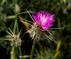 Centaurea crocodylium