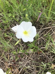 Oenothera albicaulis
