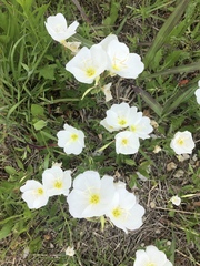 Oenothera albicaulis
