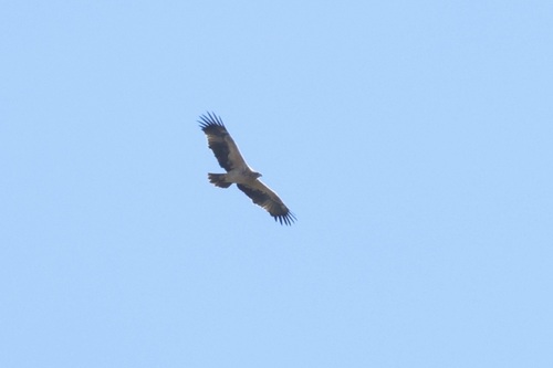 Águila imperial ibérica (Aquila adalberti)