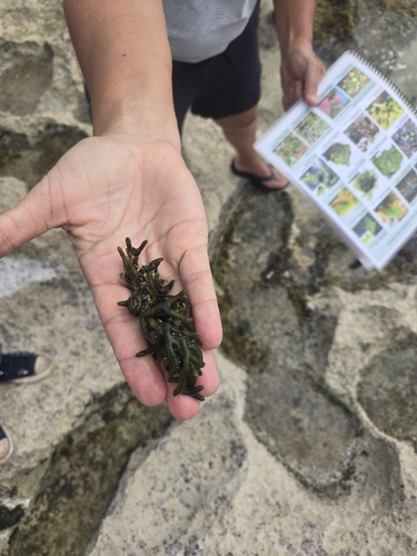 Codium edule observed 2024-03-06