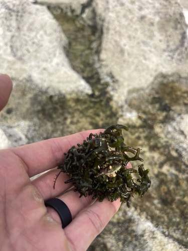 Codium edule observed 2024-03-06