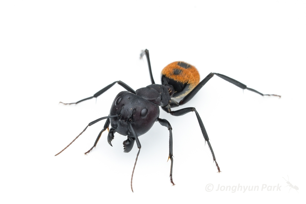 Karoo Balbyter Ant