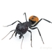 Camponotus fulvopilosus - Photo (c) Jonghyun Park,  זכויות יוצרים חלקיות (CC BY), הועלה על ידי Jonghyun Park