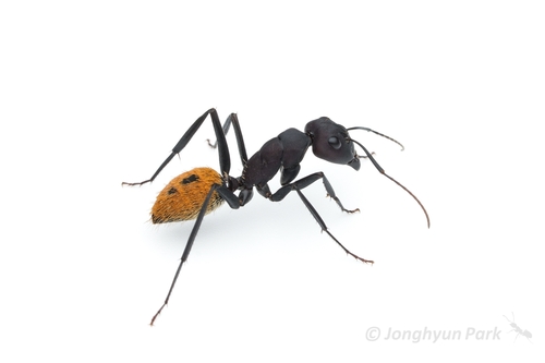 Karoo Balbyter Ant photo 3