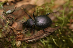 Cychrus caraboides