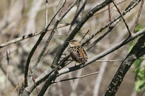 Cistícola buitrón (Cisticola juncidis)